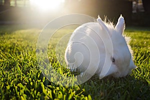 Bunny playing in the grass photo