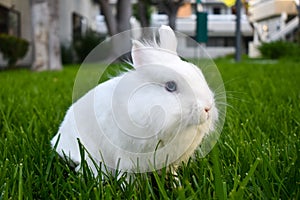 Bunny playing in the grass outside photo