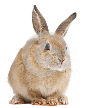 Coniglietto coniglio 