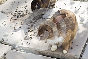 Bunny rabbit on animal farm