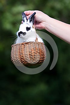 Bunny rabbit in basket