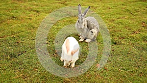 Bunny rabbit eating in the cage