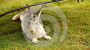 Bunny rabbit eating in the cage