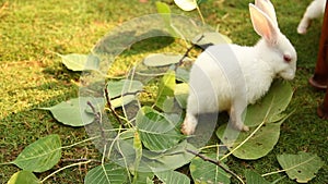 Bunny rabbit eating in the cage