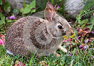 Bunny Rabbit Eating Dandelion Flower