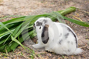 Bunny rabbit eating grass in garden