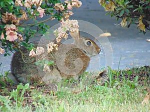 Bunny rabbit in nature photo