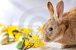 Bunny Rabbit in rufus color nuzzles yellow forsythia flowers