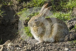 Bunny rabbit sitting and waiting