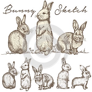 Bunny Rabbit Sketch illustration vector