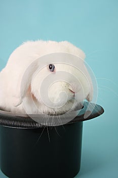 Bunny rabbit in a top hat