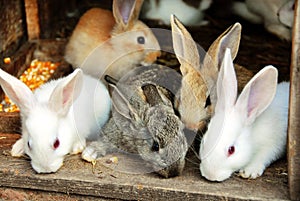 Bunny Rabbits family