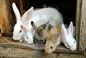 Conejito conejos familia 
