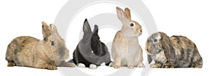 Bunny rabbits sitting in front of white background photo