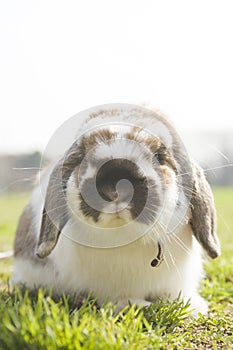 A bunny sitting on the grass