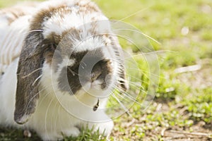 A bunny sitting on the grass