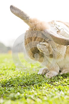 A bunny sitting on the grass