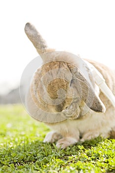 A bunny sitting on the grass