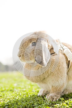 A bunny sitting on the grass