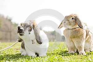 A bunny sitting on the grass