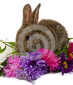 Bunny take aster flowers