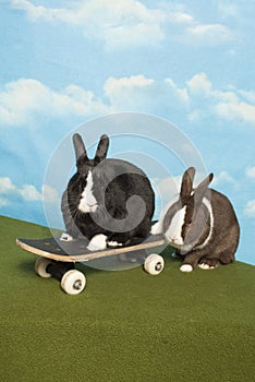 Bunny Team on a Skateboard