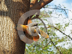 Bunny toy climbed on a tree