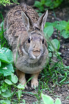 Bunny with Two Sets of Eyebrows  - Eastern Cottontail - Sylvilagus floridanus