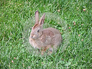 Bunny watching for anything in grass