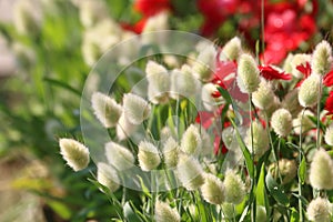 Bunnytail grass in warm day