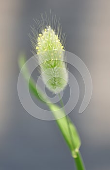 Bunnytail Ornamental grass (Lagurus ovatus)