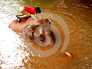 Bunong Elephant Bath in Mondulkiri