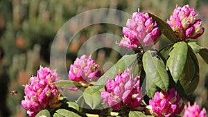 Buns And Blossom Pink Rhododendron