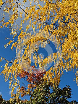 Bunte Herbstfarben an den BÃ¤umen. Im Hintergrund blauen Himmel. Es ist Herbst. photo