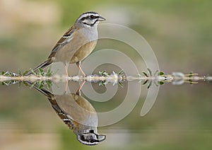 Bunting (Emberiza cia) photo