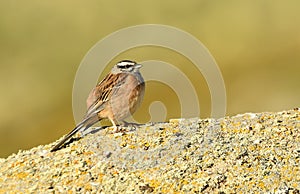Bunting in Gredos in spring