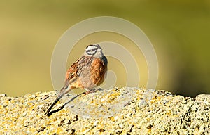 bunting in Gredos in spring