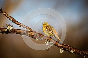 The bunting is a passerine bird in the bunting family Emberizidae. It breeds in south-east Europe east to Iran. Blurred blue