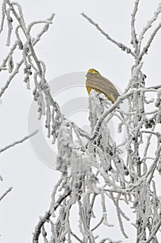 Buntings - Emberiza Citrinella on brunches photo