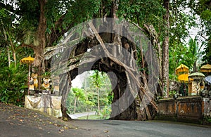 Bunut Bolong: Ficus Tree Tunnel At West Off-Beaten Track