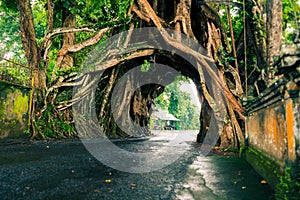 Bunut Bolong, Great huge tropical nature live green Ficus tree with tunnel arch of interwoven tree roots at the base for walking