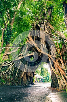 Bunut Bolong, Great huge tropical nature live green Ficus tree with tunnel arch of interwoven tree roots at the base for walking