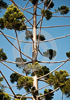 Bunya pine Australian native tree