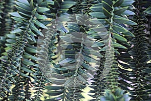 Bunya pine branches seen up close