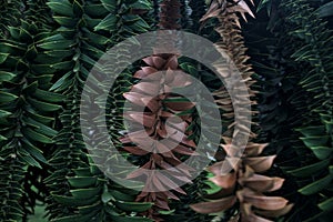 Bunya pine branches seen up close