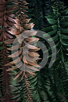 Bunya pine branches seen up close