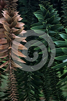 Bunya pine branches seen up close