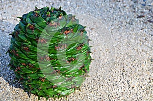 Bunya Pine cone