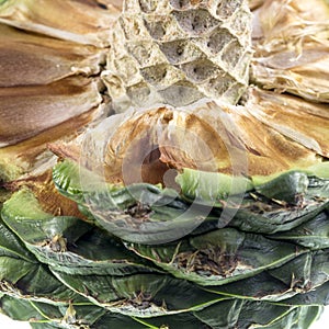 Bunya Pine Cone Seed