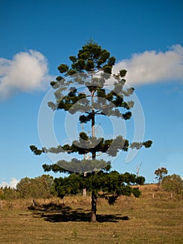 Bunya pine tree